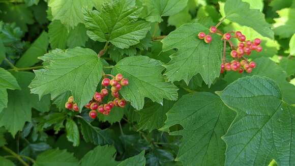 Image of Cranberry-tree