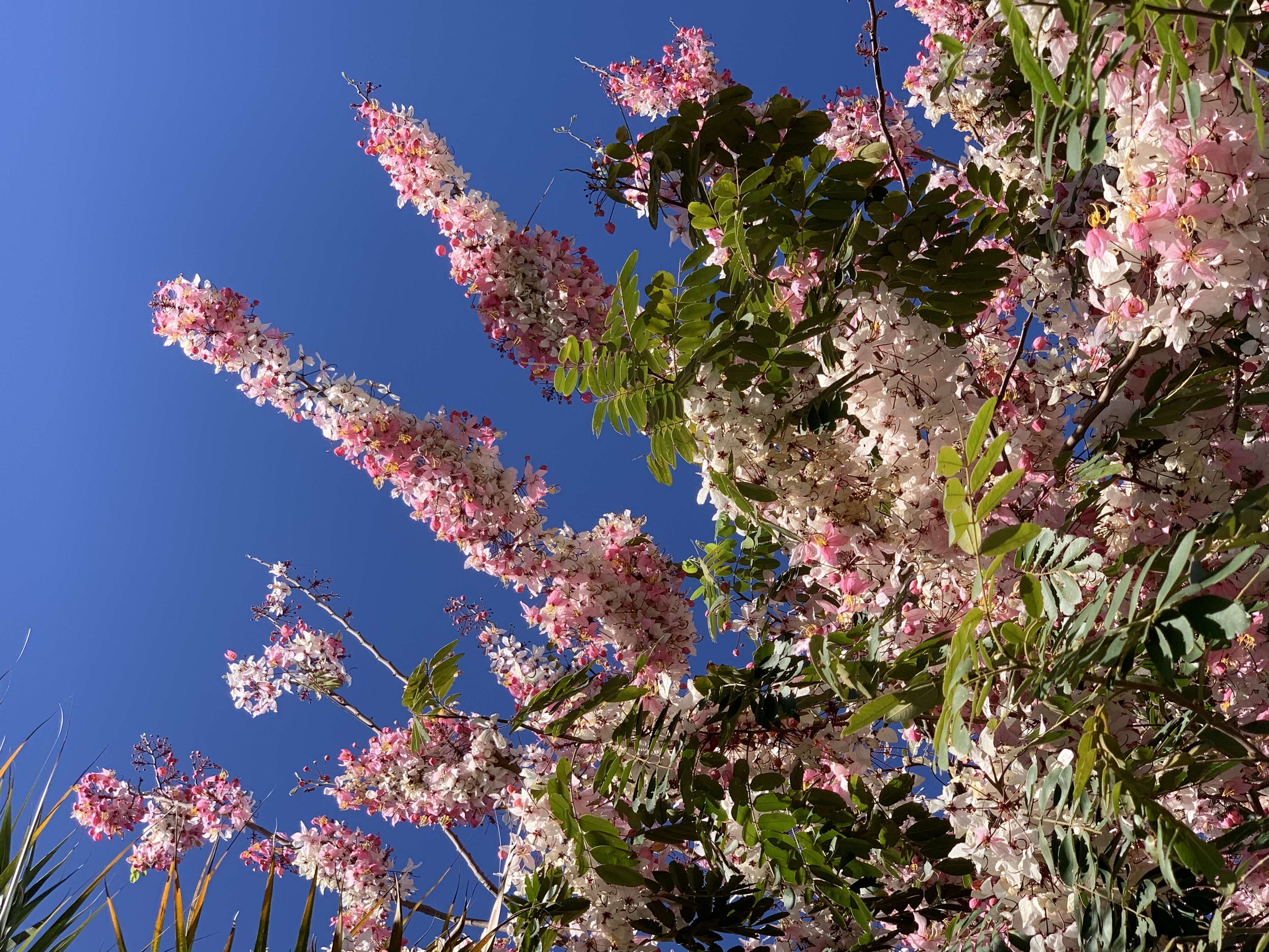 Image of Cassia bakeriana Craib