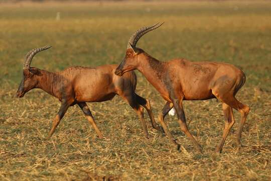 Image of Damaliscus lunatus tiang