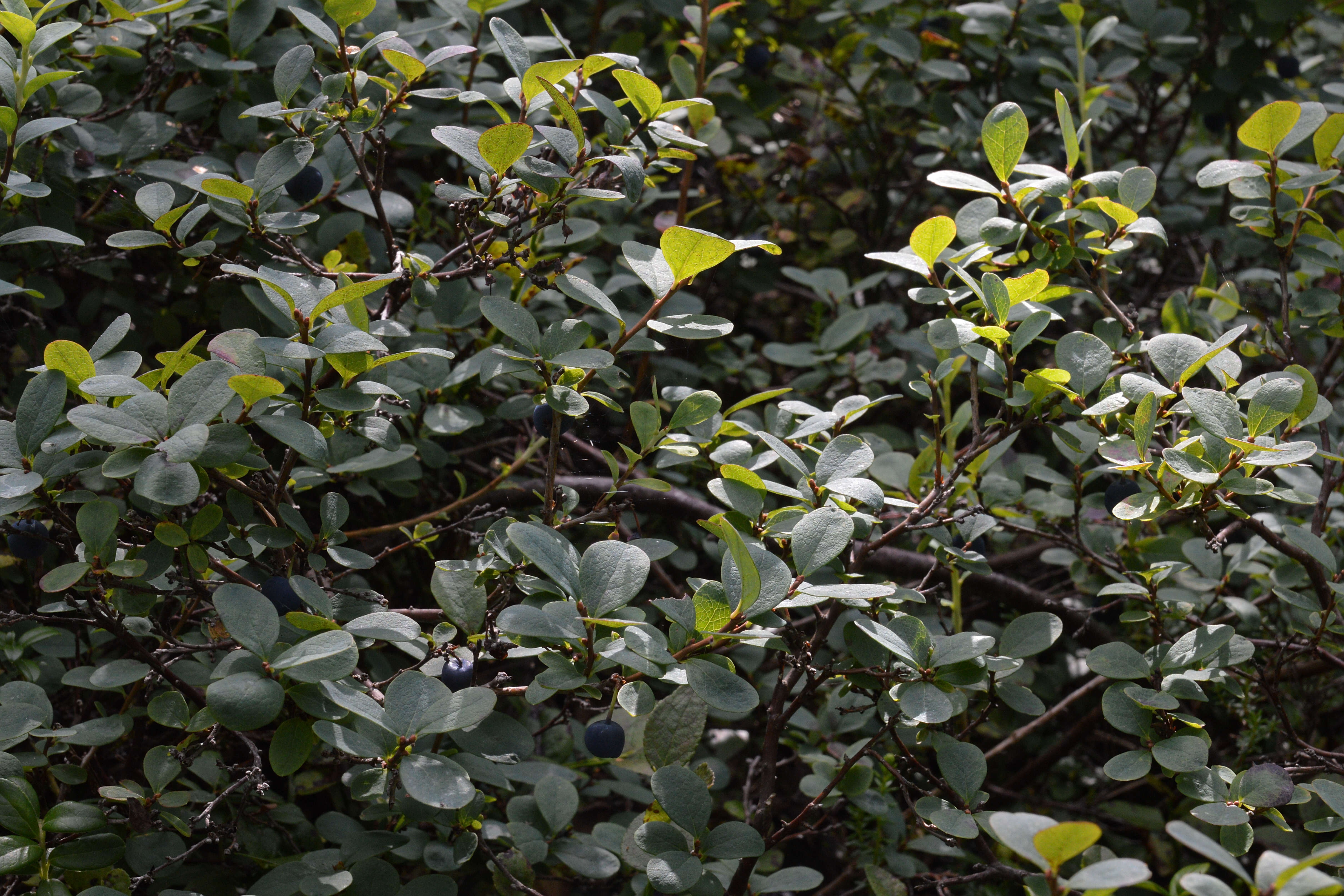 Image of alpine bilberry