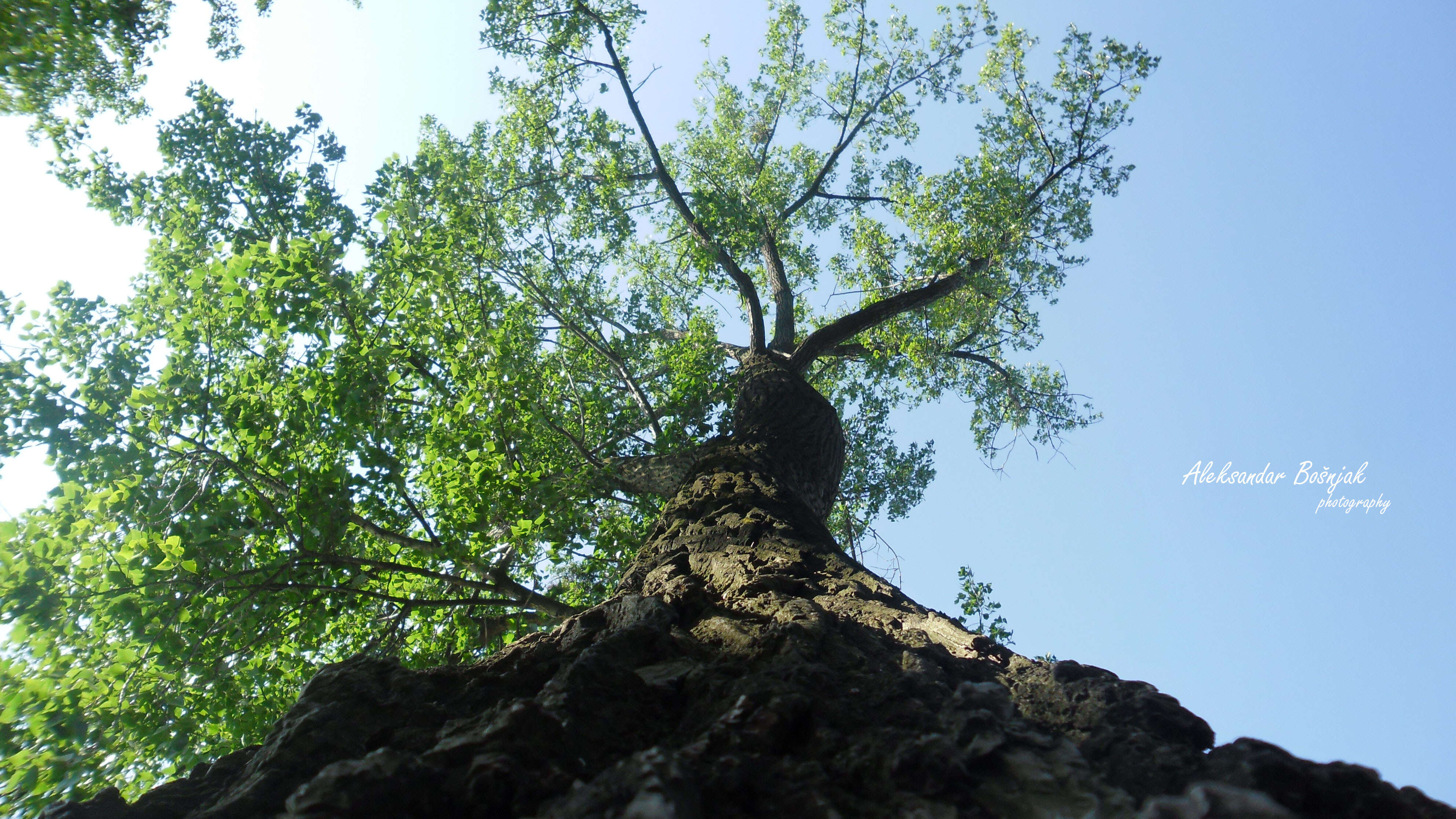 Image of Black Poplar