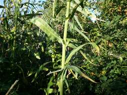 Image of marsh sow-thistle