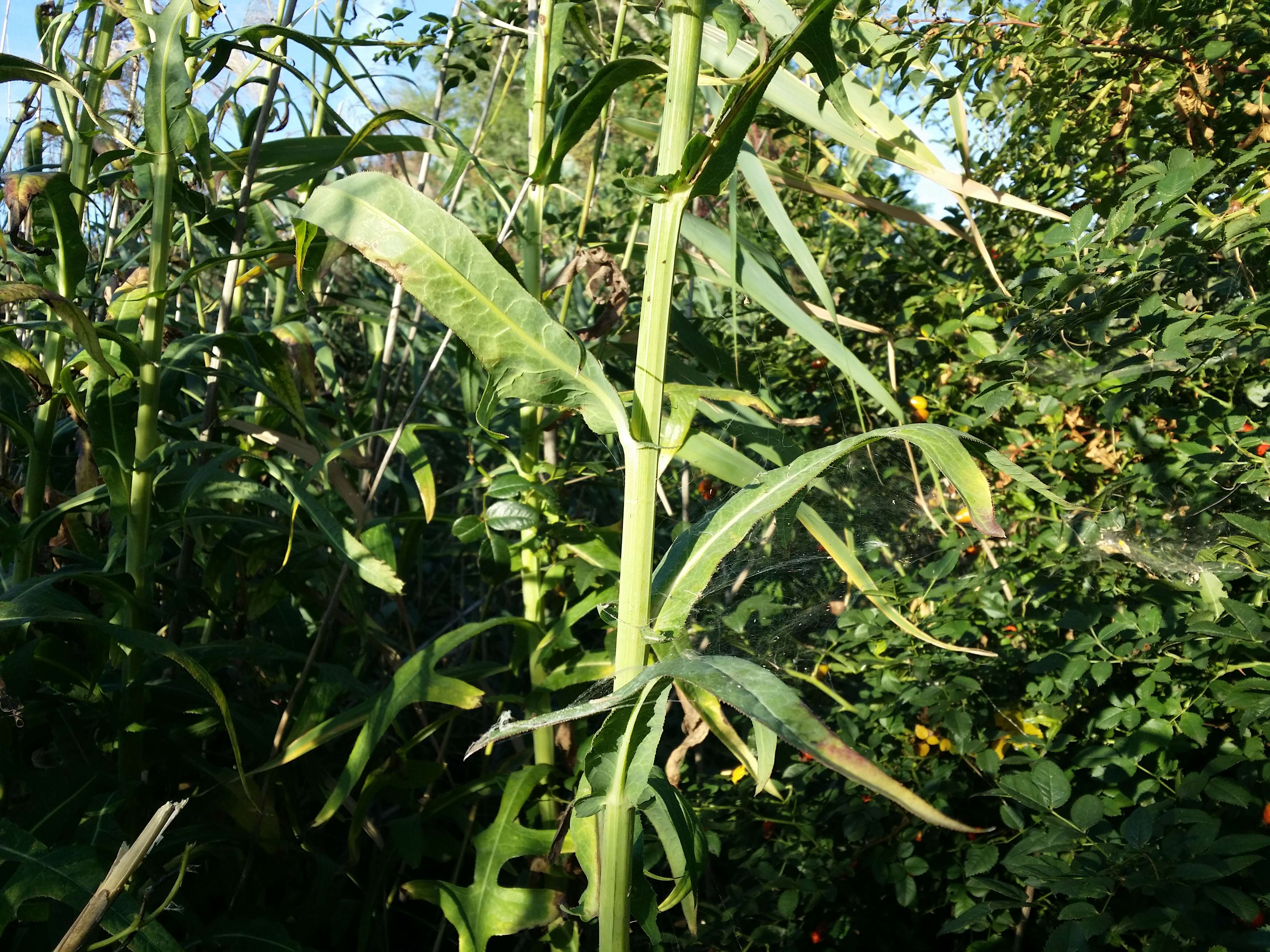 Image de laiteron des marais