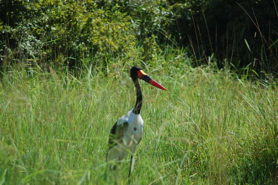 Image of Saddle-billed Stork