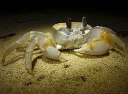 Image of <i>Ocypode cordimanus</i>