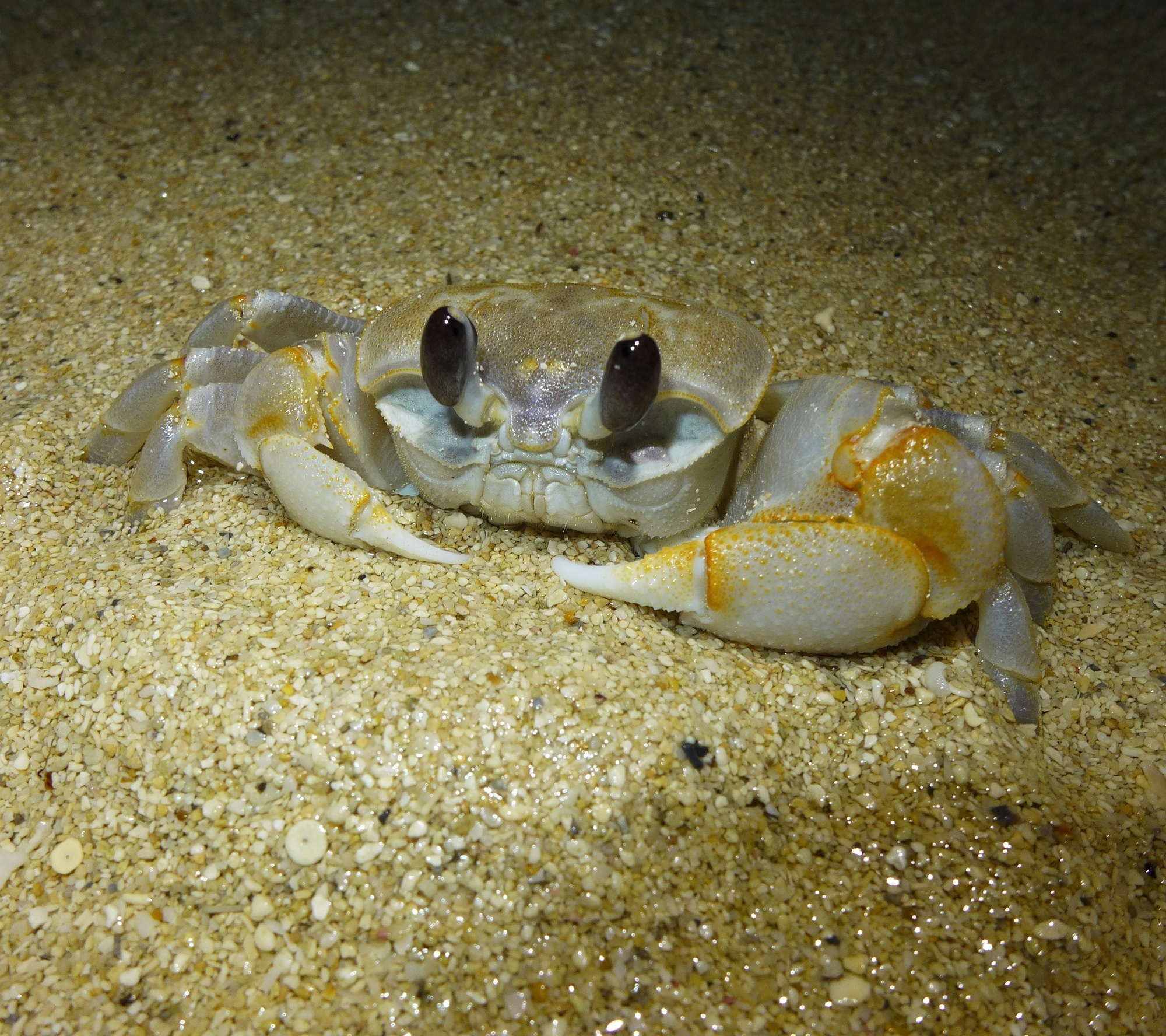 Image of <i>Ocypode cordimanus</i>