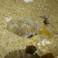Image of <i>Ocypode cordimanus</i>