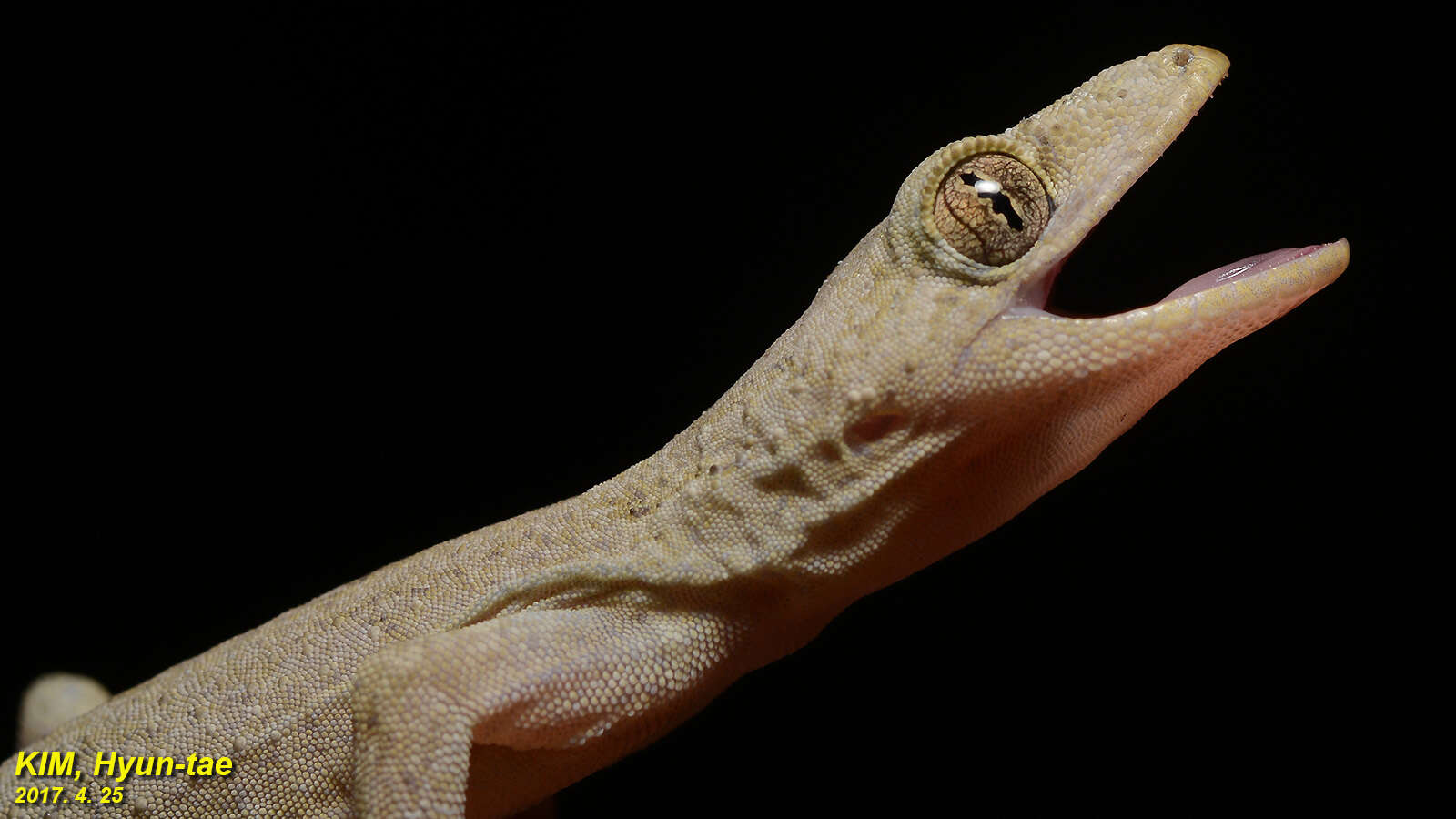 Image of Schlegel's Japanese Gecko