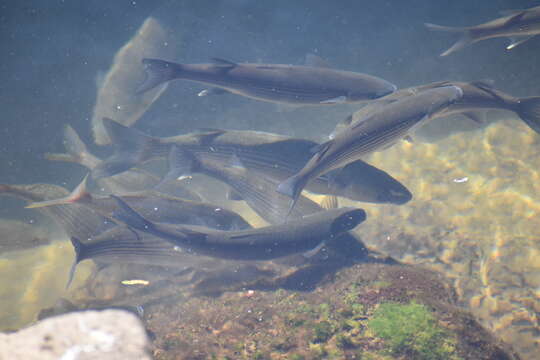 Image of Golden Grey Mullet