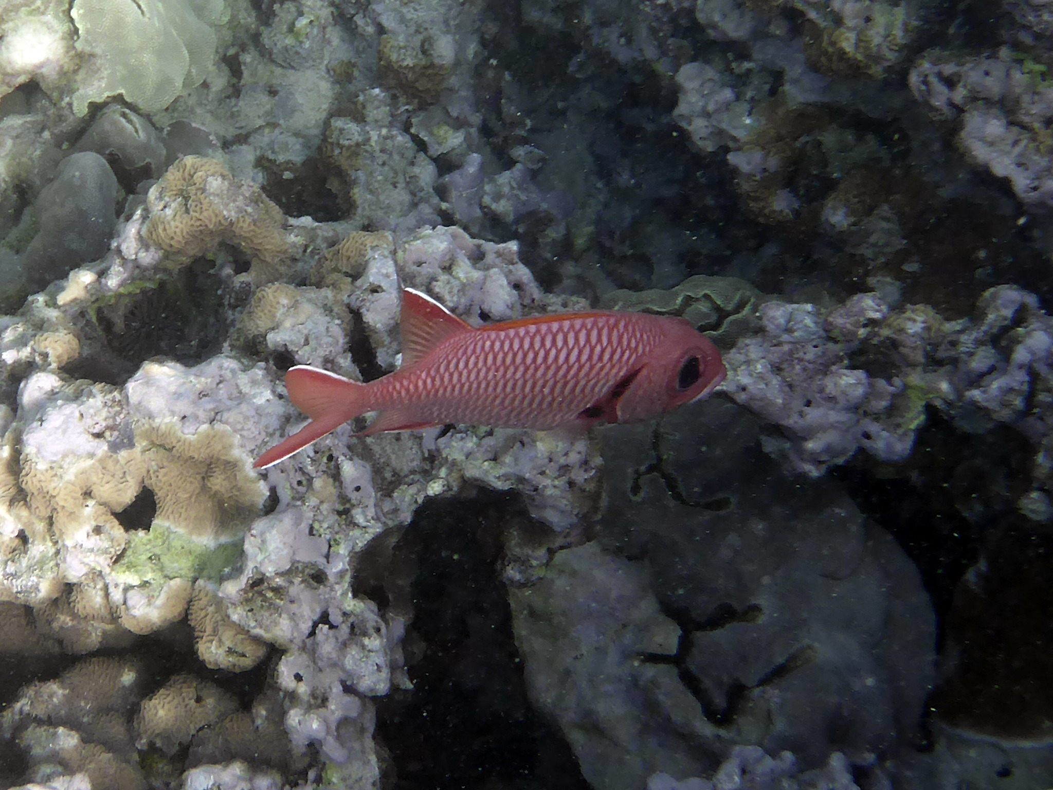 Image of Bigscale Soldierfish