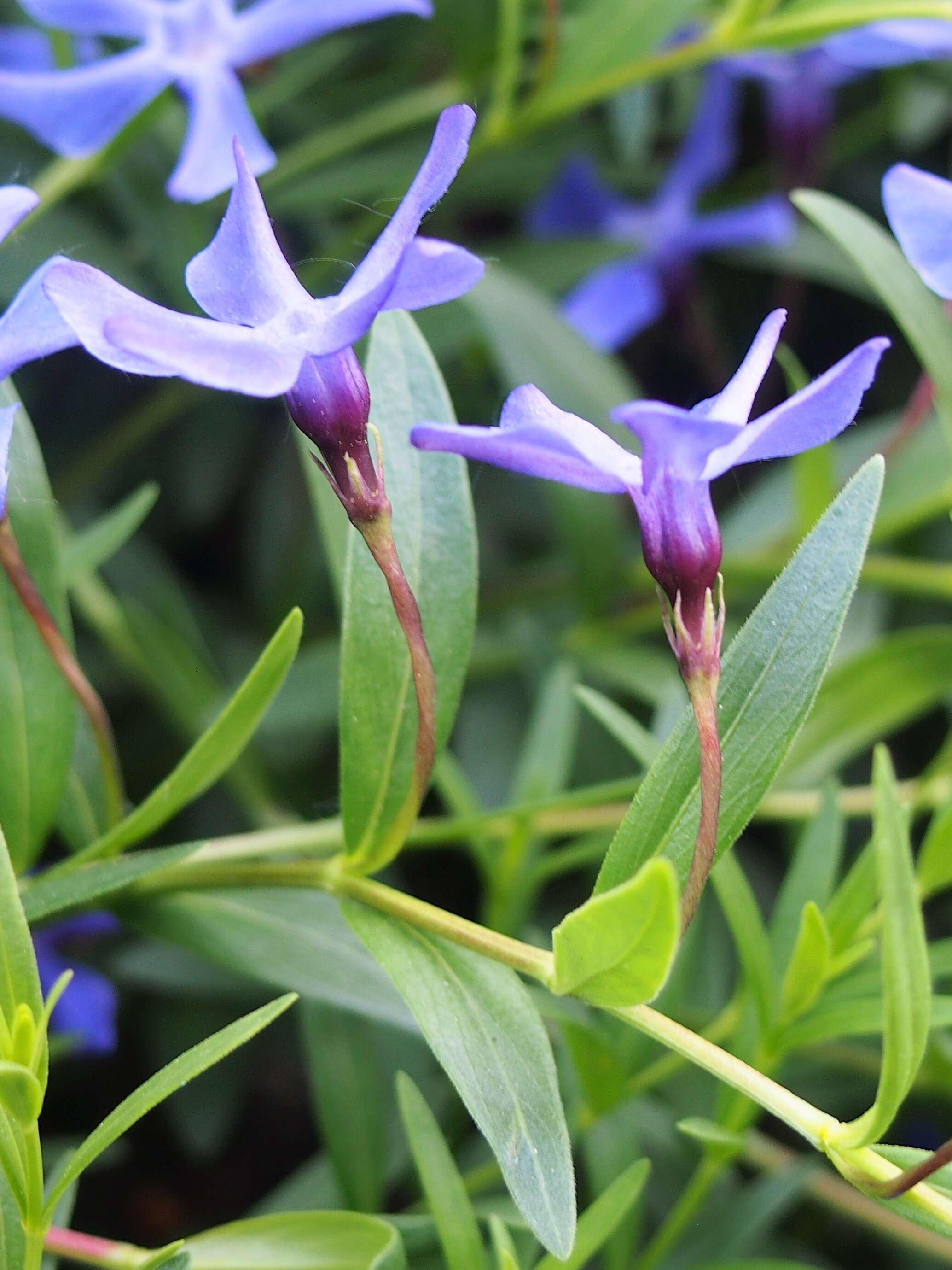 Image of herbaceous periwinkle