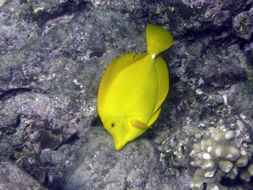 Image of Lemon Sailfin