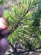 Image of <i>Pinus virginiana</i>