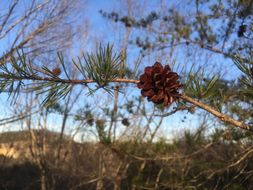 Image of <i>Pinus virginiana</i>