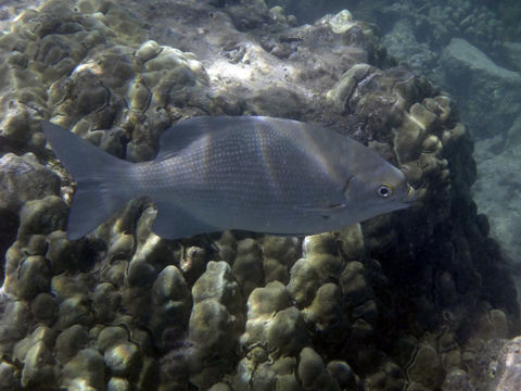 Image of Topsail chub