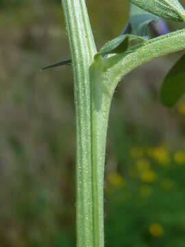 Image of barn vetch