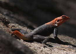 Слика од Agama planiceps Peters 1862