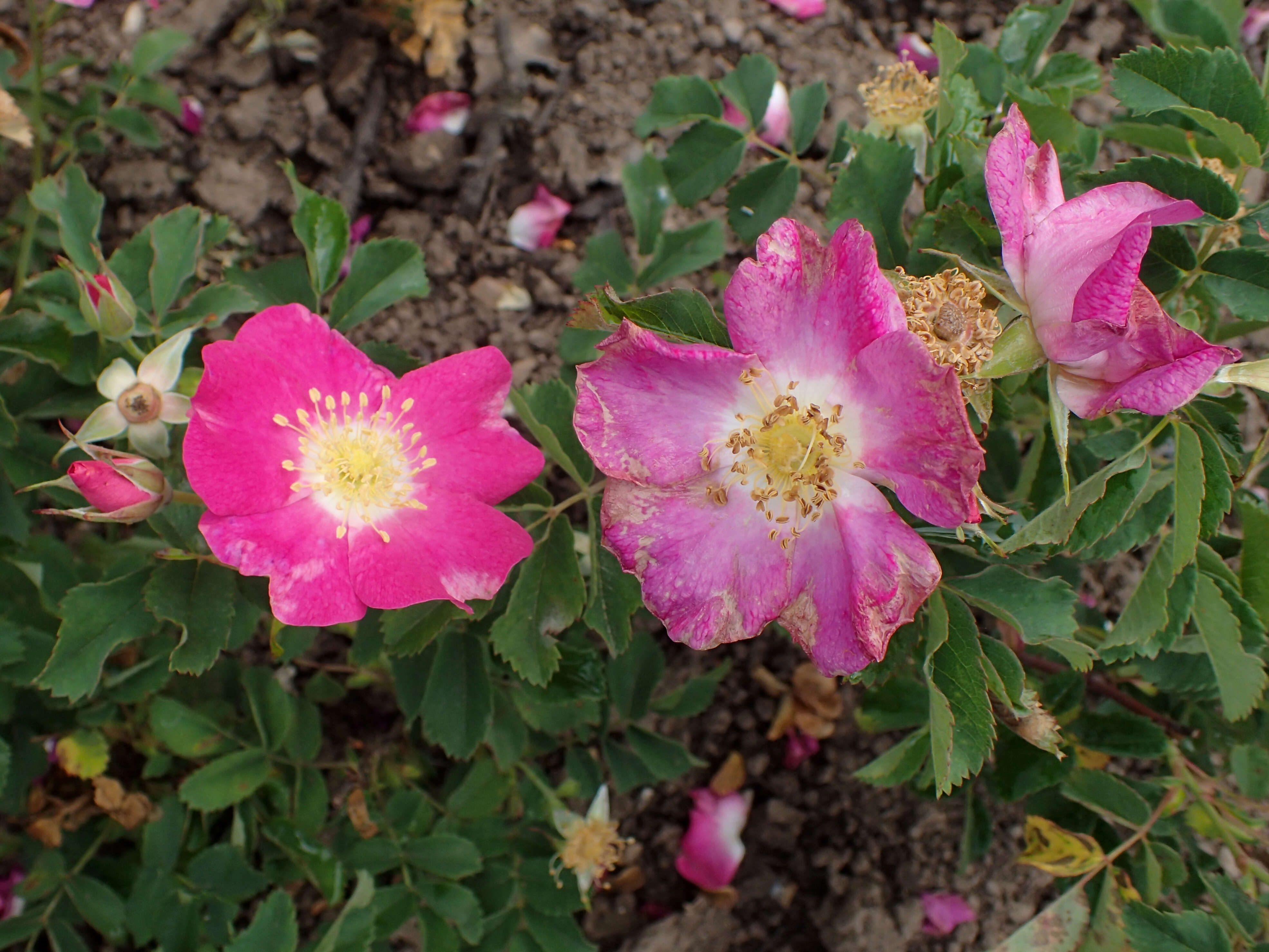 Image of prairie rose