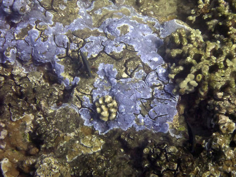 Image of pore coral