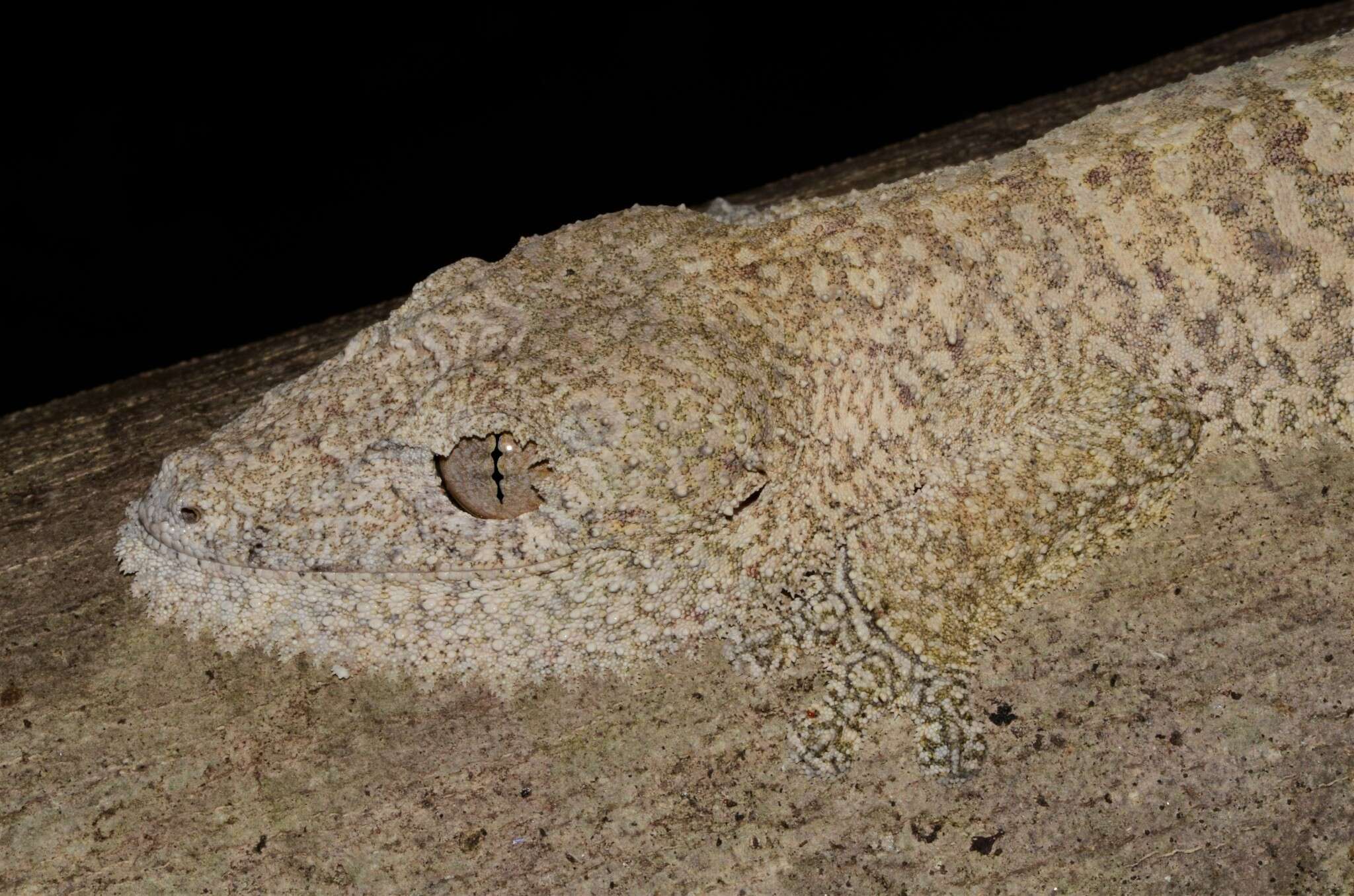 Image of Henkel’s flat-tailed gecko