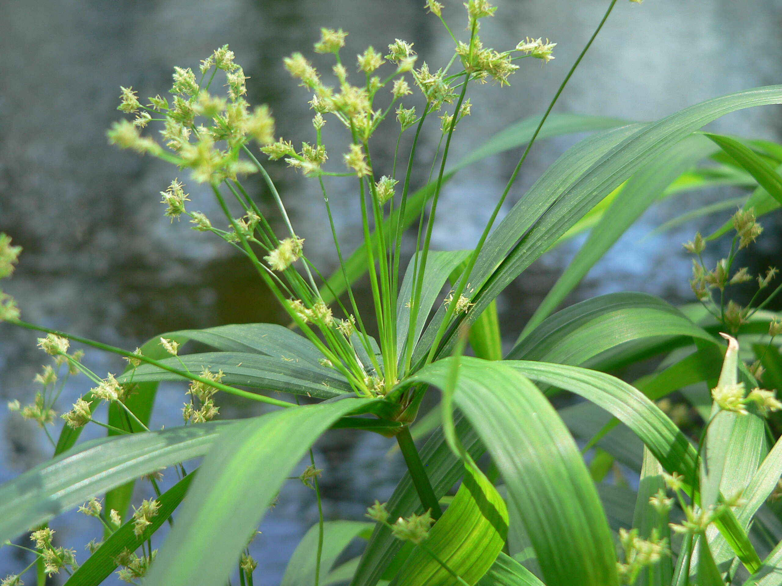 Image of Cyperus albostriatus Schrad.