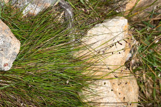 Image of <i>Melica minuta</i>