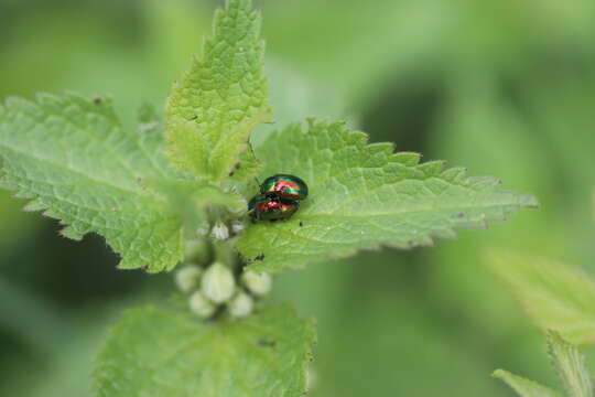 Imagem de Chrysolina fastuosa