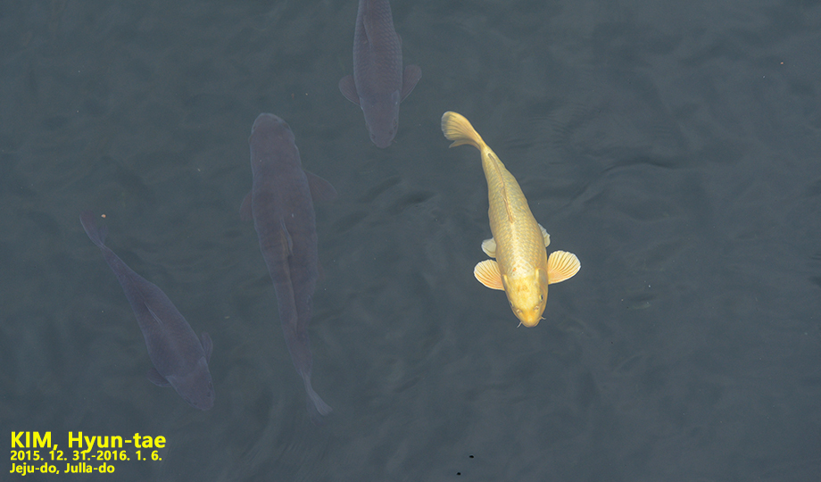 Image of <i>Cyprinus carpio haematopterus</i>