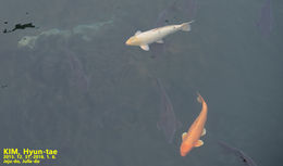 Image of <i>Cyprinus carpio haematopterus</i>