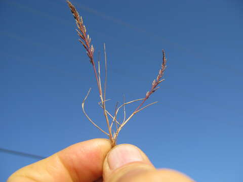 Image of fern-grass