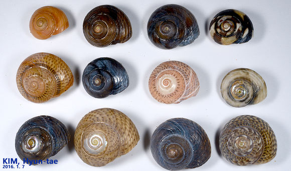 Image of <i>Umbonium costatum</i> (Kiener 1839)