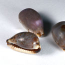 Image of graceful cowrie
