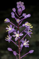 Image of Large blue squill