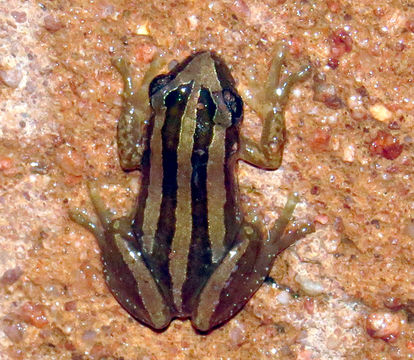 Image of <i>Afrixalus quadrivittatus</i> (Werner 1908)