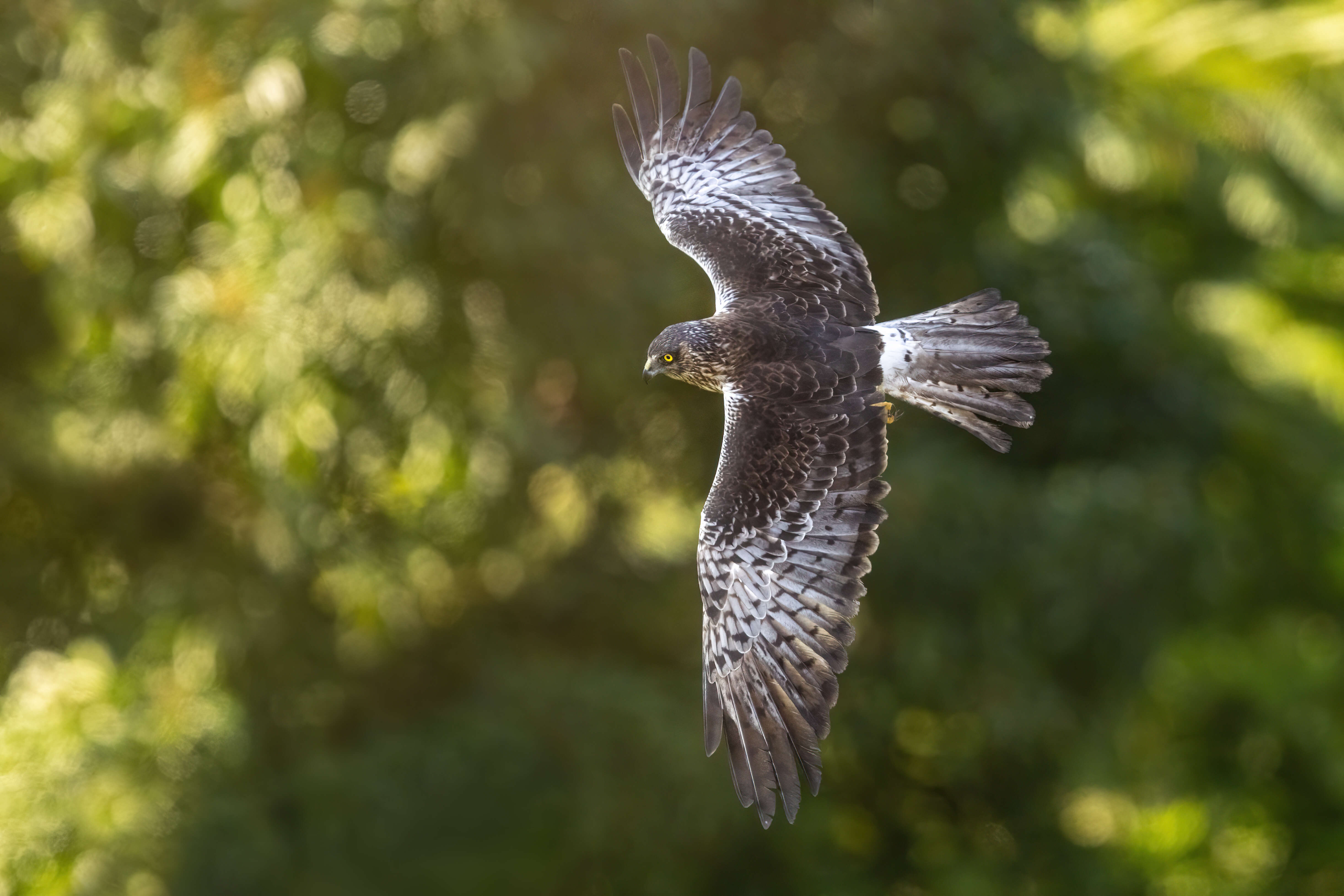 Image of White-bellied Goshawk