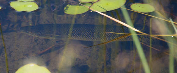 Image of African pike