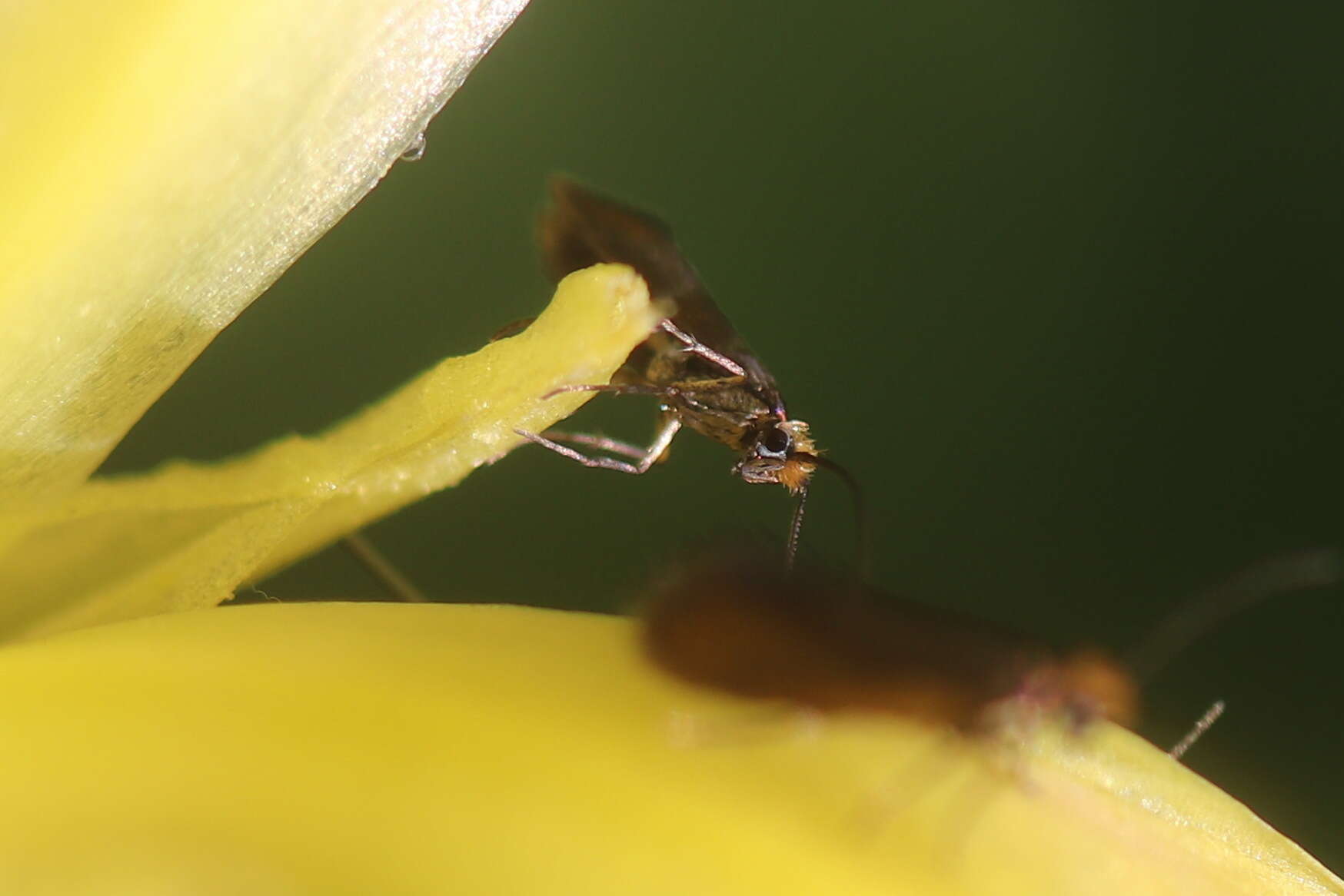 Image of marsh marygold moth