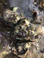 Image of Ivory barnacle