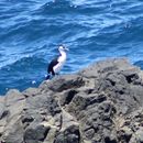 Image of Phalacrocorax fuscescens (Vieillot 1817)