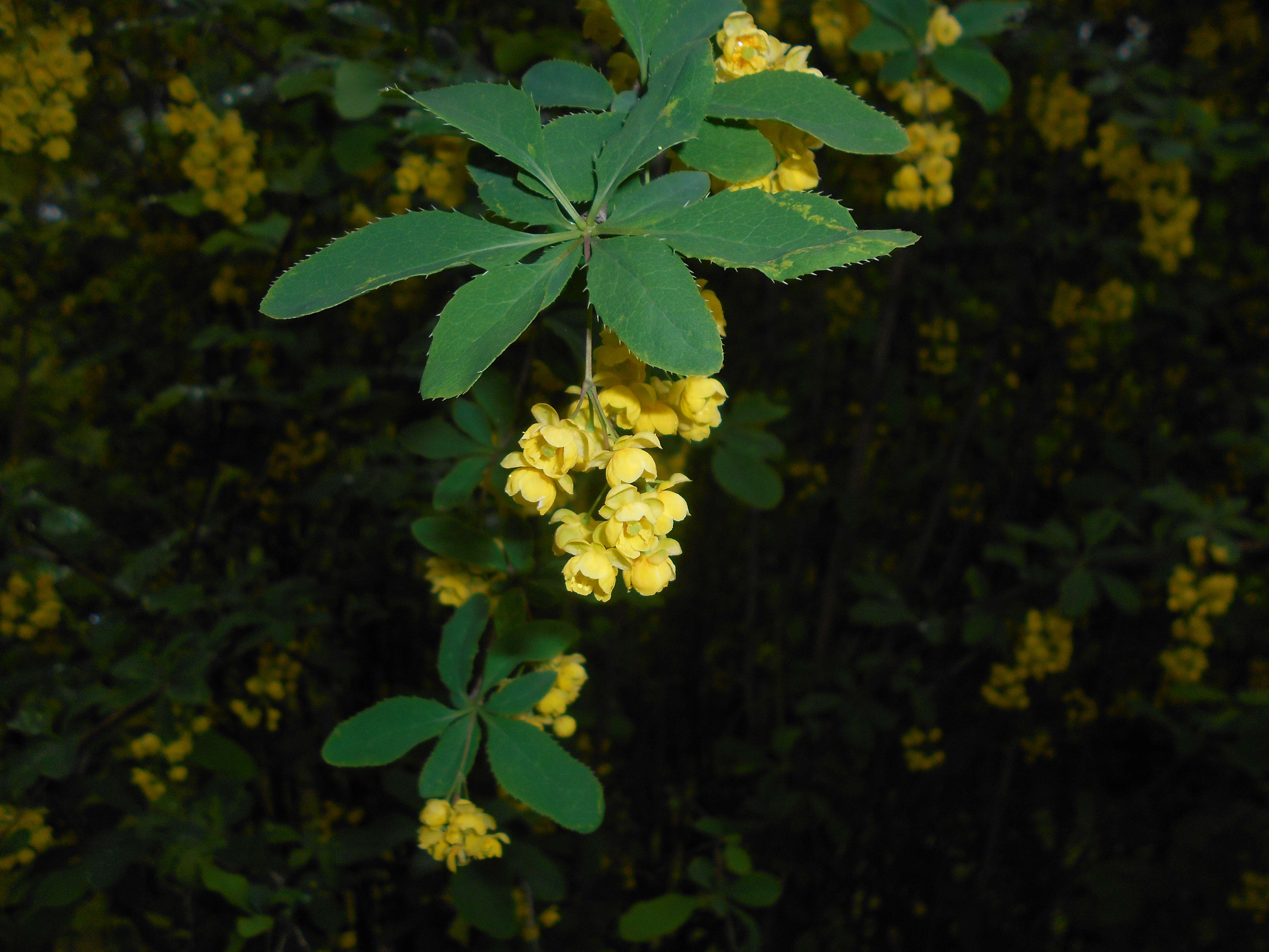 Image de Berberis lycium Royle