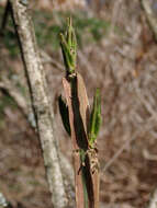 Image of corktree