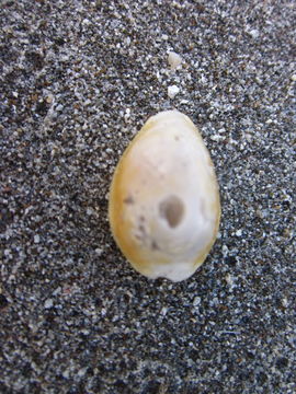 18.https www inaturalist org photos 2856056.580x360
