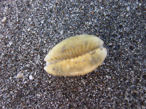 18.https www inaturalist org photos 2856081.580x360