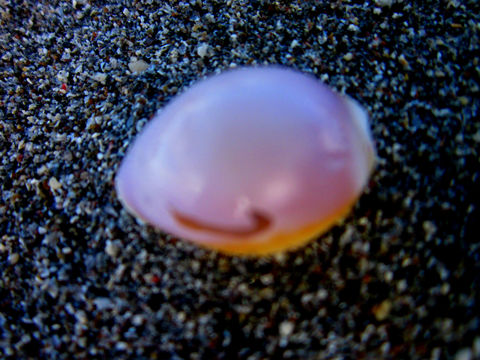 18.https www inaturalist org photos 2856083.580x360