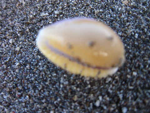 18.https www inaturalist org photos 2856107.580x360