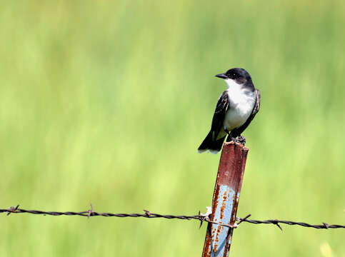 Image of Eastern Kingbird