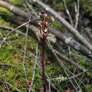 Image of <i>Corallorhiza maculata ozettensis</i>