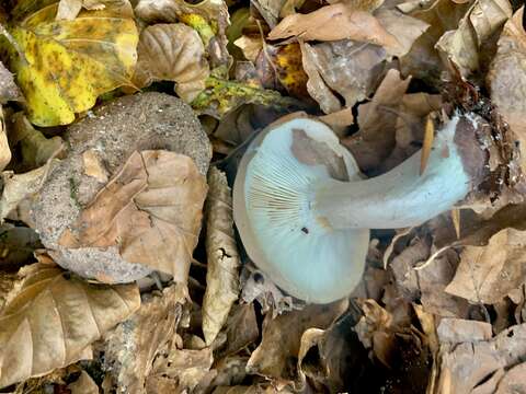 Image of Lactarius blennius (Fr.) Fr. 1838