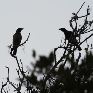 18.https www inaturalist org photos 2857992.580x360