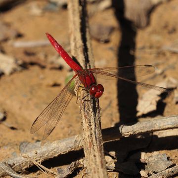 18.https www inaturalist org photos 2858065.580x360